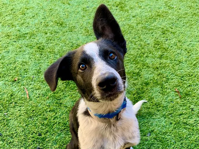 Jack Skellington - Australian Cattle Dog/Blue Heeler