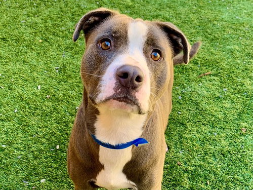 Pilot, Pit Bull Terrier / Mixed (medium coat)