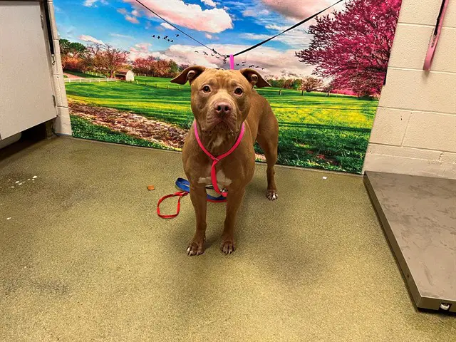 Prince - Staffordshire Bull Terrier