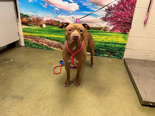 Prince, Staffordshire Bull Terrier / Mixed (medium coat)