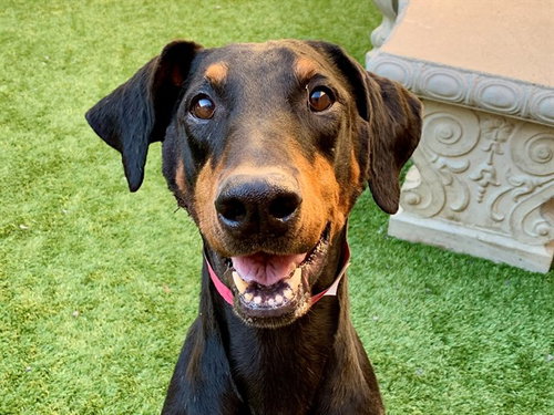 Polly, Doberman Pinscher / Mixed (medium coat)