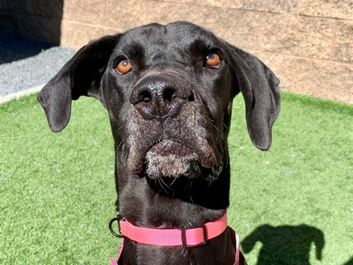 Hazel, Great Dane / Mixed (medium coat)