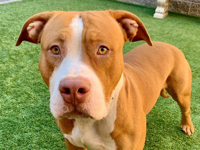 Max - Pit Bull Terrier