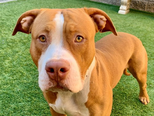 Hurtado, Pit Bull Terrier / Mixed (medium coat)