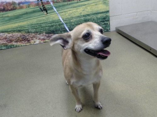 Margo, Chihuahua (medium coat)