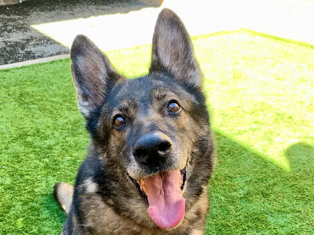 Shelby - German Shepherd Dog