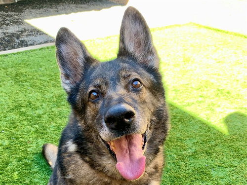Shelby, German Shepherd Dog (medium coat)