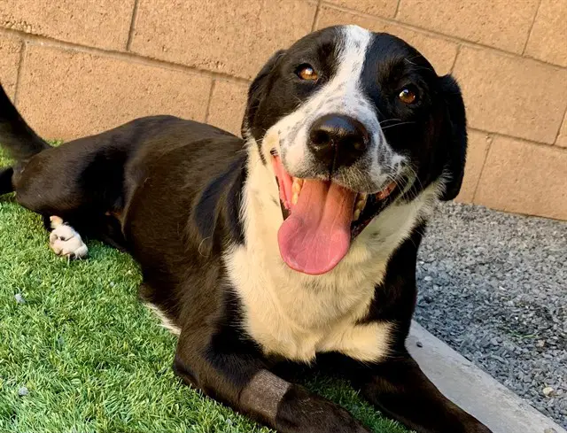 Max - Border Collie