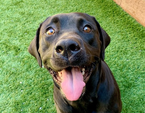 Honey, Labrador Retriever / Mixed (medium coat)