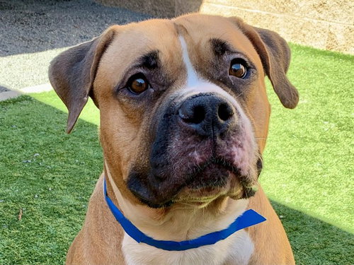Chanse, Mastiff / Mixed (medium coat)