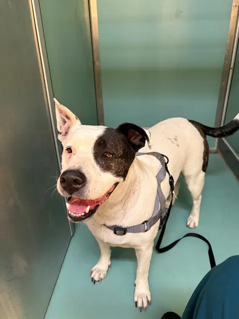 Unknown - Pit Bull Terrier