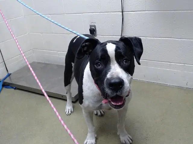 Unknown - Pit Bull Terrier