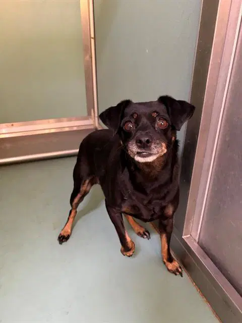 Unknown - Manchester Terrier