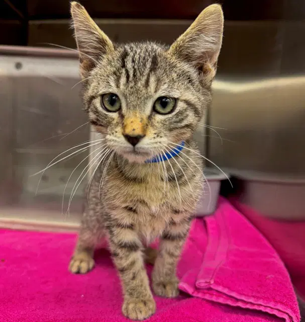 Unknown - Domestic Short Hair