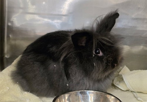 Spooky, Longhaired Rabbit (medium coat)