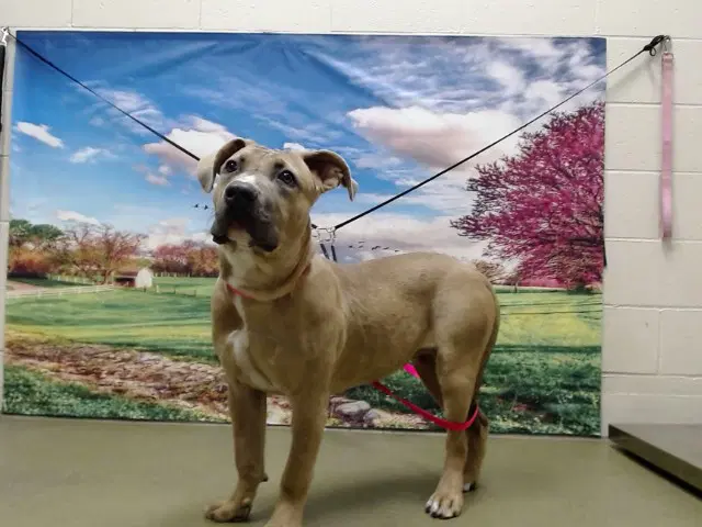 Max - Pit Bull Terrier