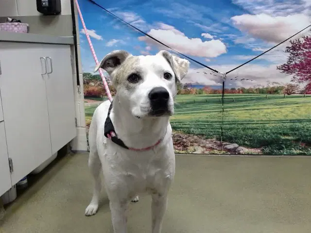 Unknown - Pit Bull Terrier