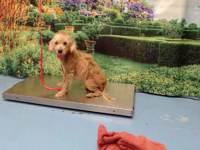 Max