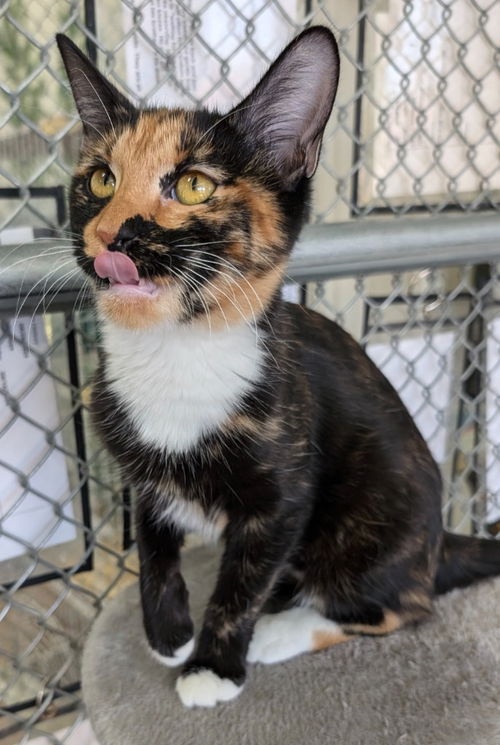 picture of the cat needing adoption