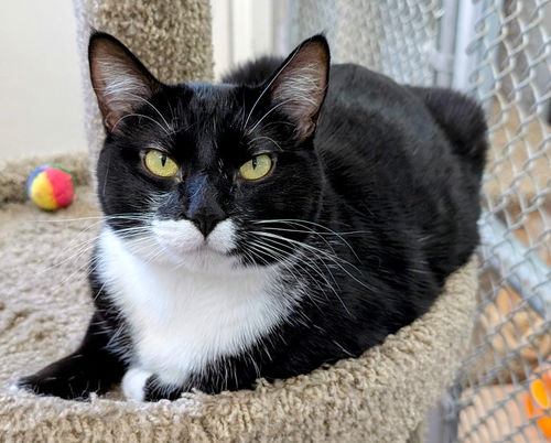 picture of the cat needing adoption