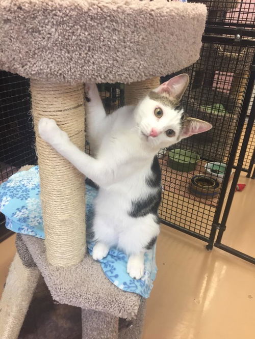 picture of the cat needing adoption