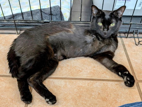 picture of the cat needing adoption