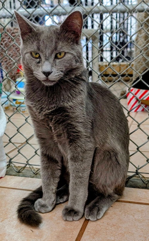 picture of the cat needing adoption