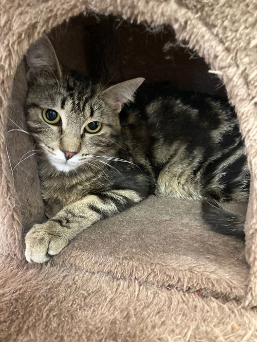 picture of the cat needing adoption