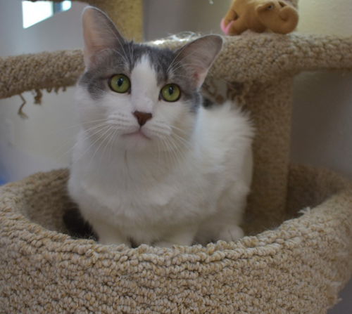 picture of the cat needing adoption