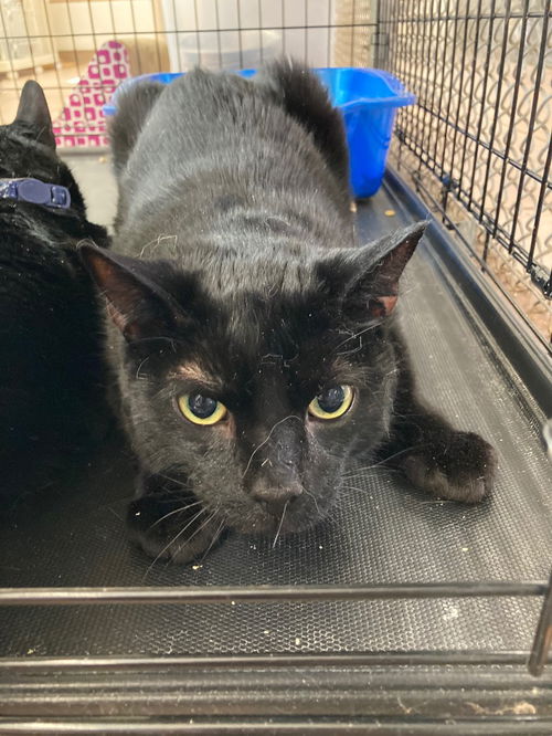 picture of the cat needing adoption