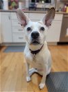 adoptable Dog in boston, MA named Lilac