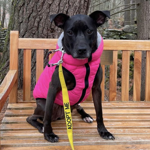picture of the dog needing adoption