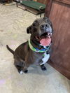 adoptable Dog in  named Santini