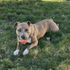 adoptable Dog in , MA named Boris Chief