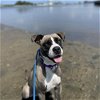 adoptable Dog in boston, MA named Jaxtyn