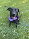 adoptable Dog in , MA named Mickey Sue