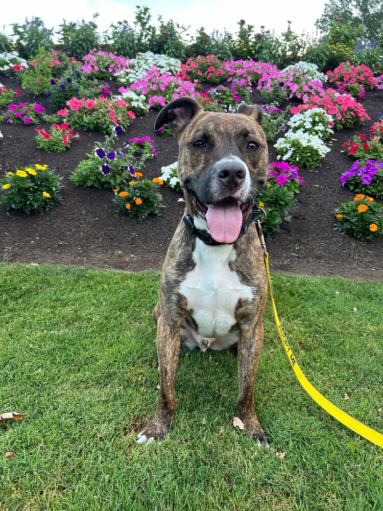 adoptable Dog in Boston, MA named Dewey Donald