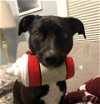 adoptable Dog in boston, MA named Georgia