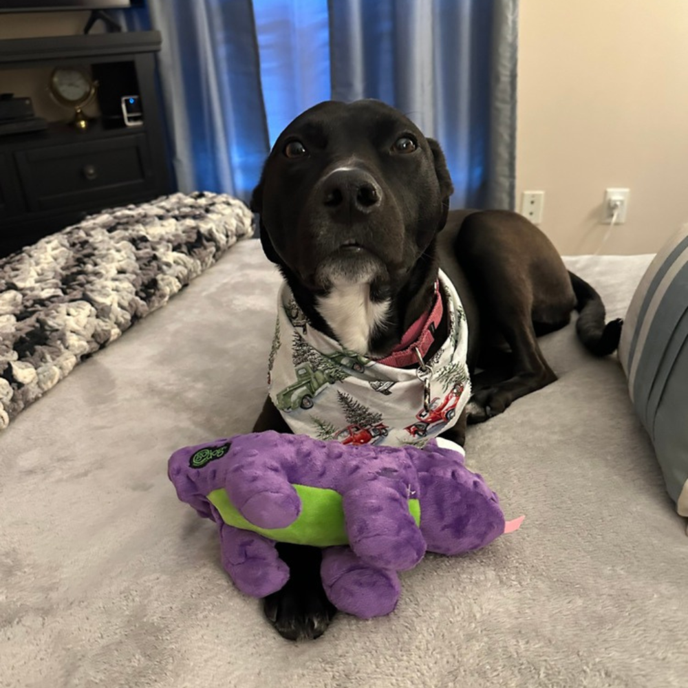 adoptable Dog in Boston, MA named Georgia