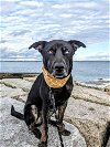 adoptable Dog in boston, MA named Felix Pie