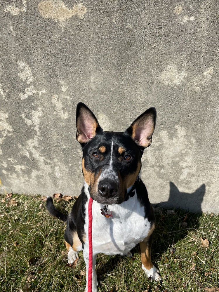 adoptable Dog in Boston, MA named Grizzly James