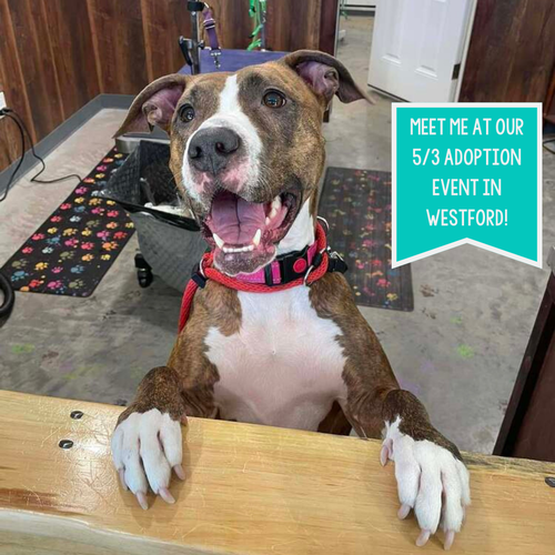 picture of the dog needing adoption