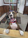 adoptable Dog in Boston, MA named Bounce