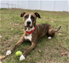 adoptable Dog in boston, MA named Bounce
