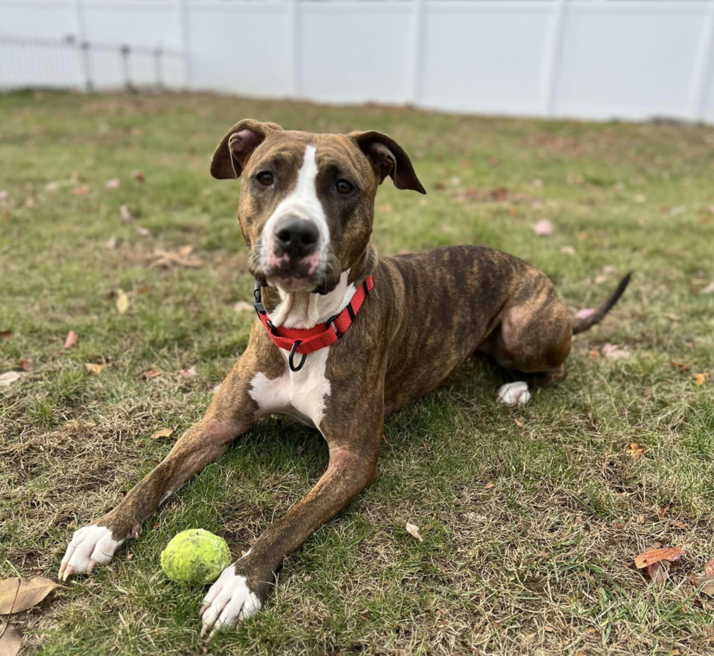 adoptable Dog in Boston, MA named Bounce