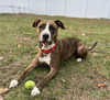 adoptable Dog in , MA named Bounce