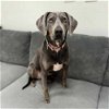 adoptable Dog in , MA named Lucy