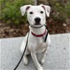 adoptable Dog in boston, MA named Maggye Moo
