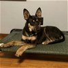 adoptable Dog in  named Cyra