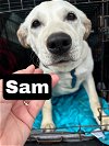 adoptable Dog in , MA named Sam